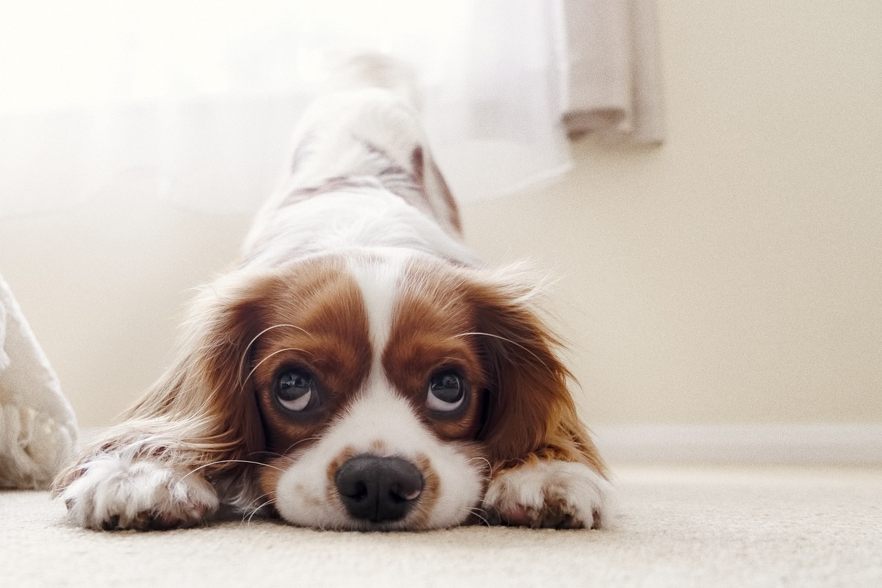 How to Teach Your Dog to Do a Handstand